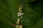 Fringed black bindweed